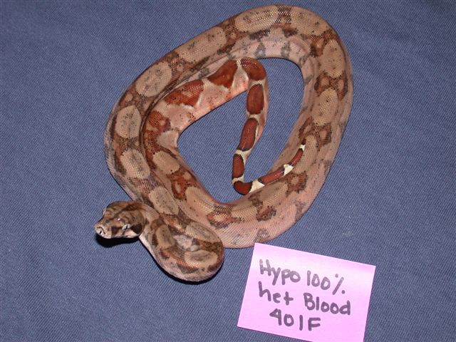Orange Tail Hypo 100% het for BLOOD Boa