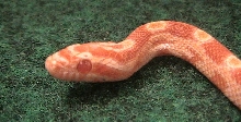 Closeup