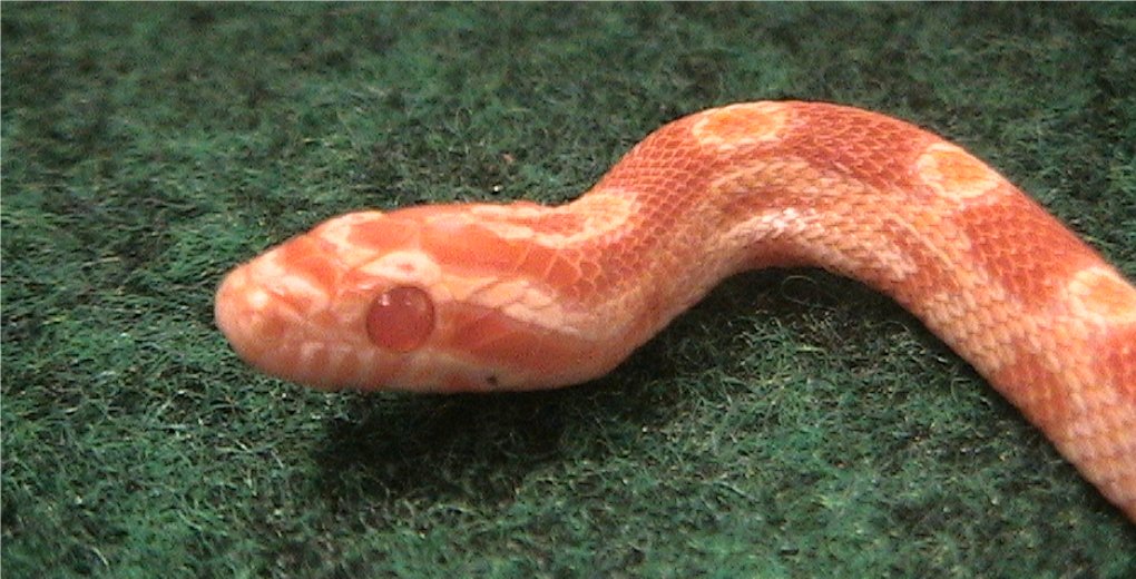 Closeup