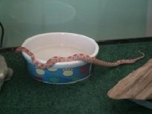 Water Bowl Crawl