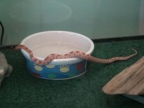 Water Bowl Crawl