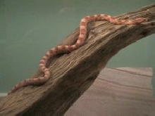 Lucy Climbing