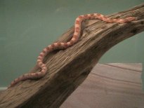 Lucy Climbing