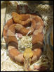 BroadBand & Northern Copperheads