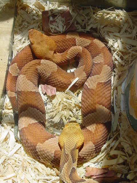 BroadBand & Northern Copperheads