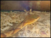 Northern Copperhead