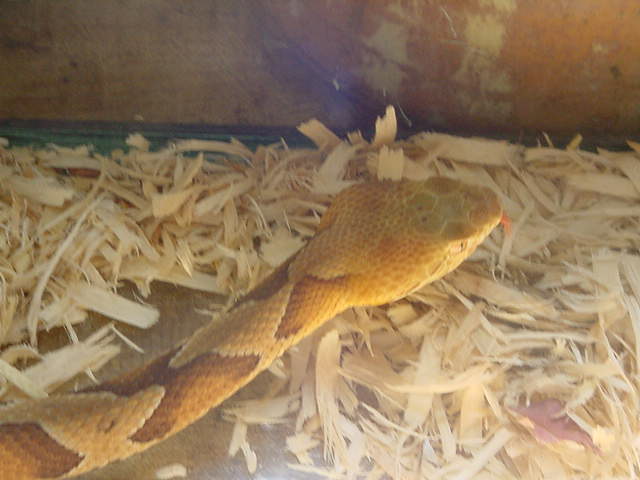Northern Copperhead