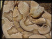 Osage Copperhead