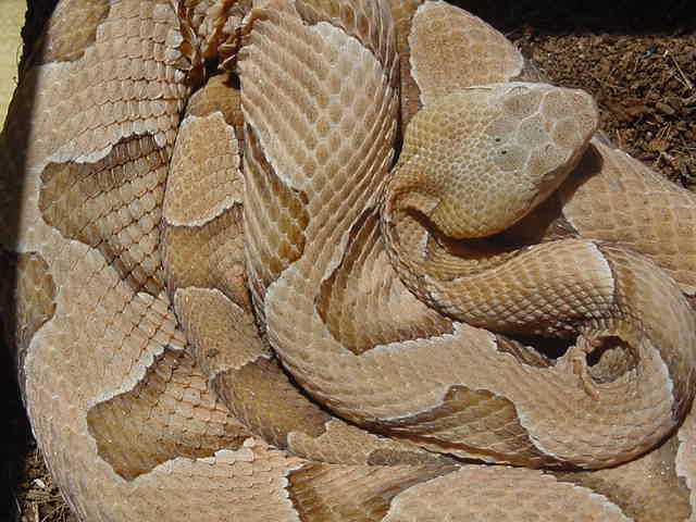 Osage Copperhead