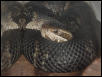 Florida Cottonmouth