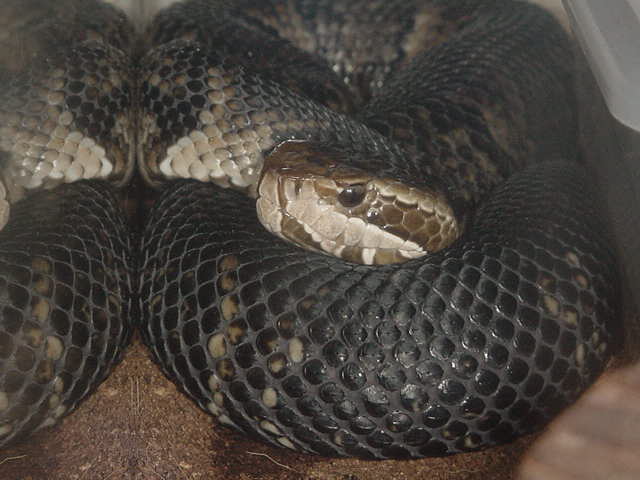 Florida Cottonmouth