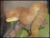 Rough-scaled Bush Viper