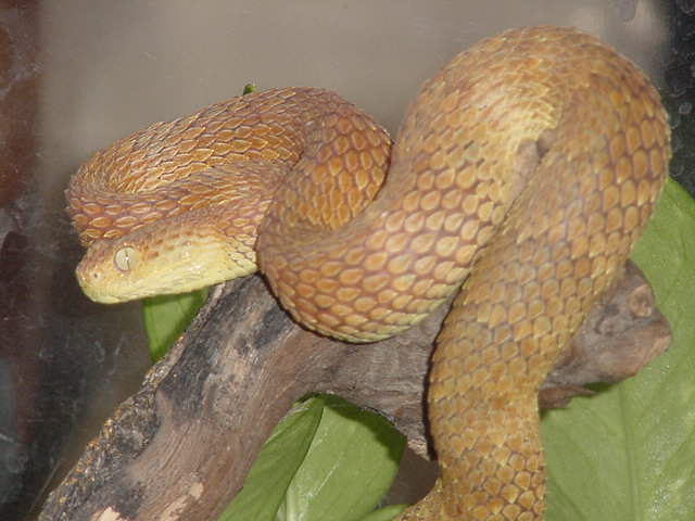Rough-scaled Bush Viper