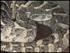 Puff Adder