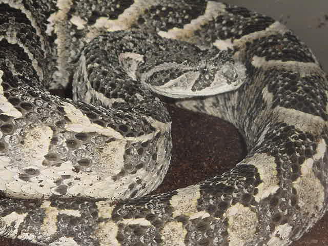 Puff Adder