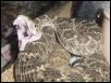 Western Diamondback Rattler