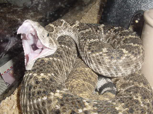 Western Diamondback Rattler