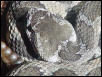 Northern Pacific Rattler