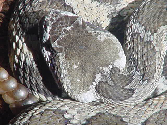 Northern Pacific Rattler