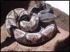 Chinese Sharp-nosed Viper