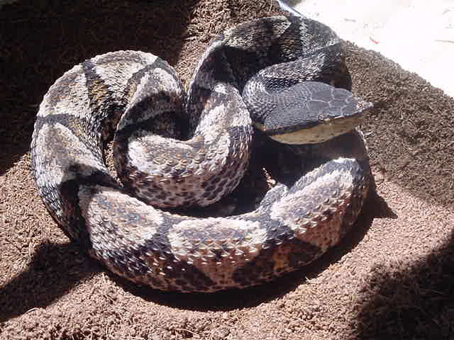 Chinese Sharp-nosed Viper