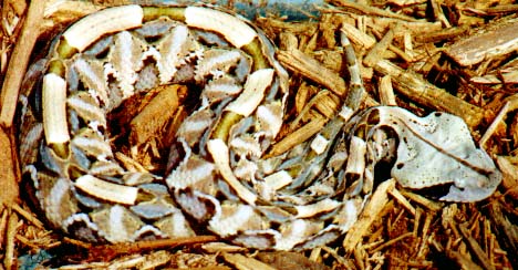 Gaboon Viper