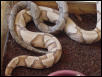 Southern Copperheads