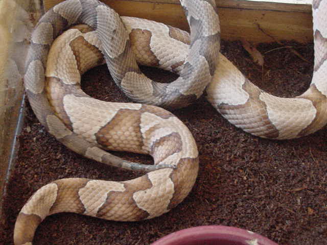 Southern Copperheads