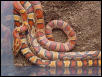 ZigZag & Normal Cornsnakes