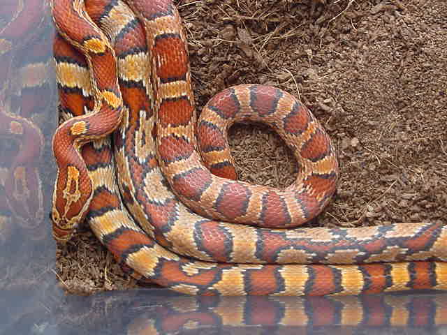ZigZag & Normal Cornsnakes