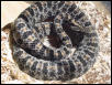 Dusky Pygmy Rattler