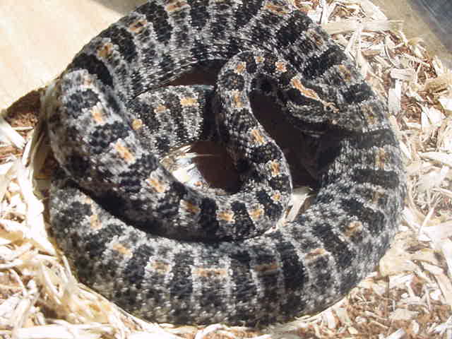 Dusky Pygmy Rattler