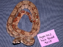 Orange Tail Hypo 100% het for BLOOD Boa