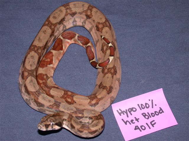 Orange Tail Hypo 100% het for BLOOD Boa