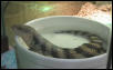 Camille swimming