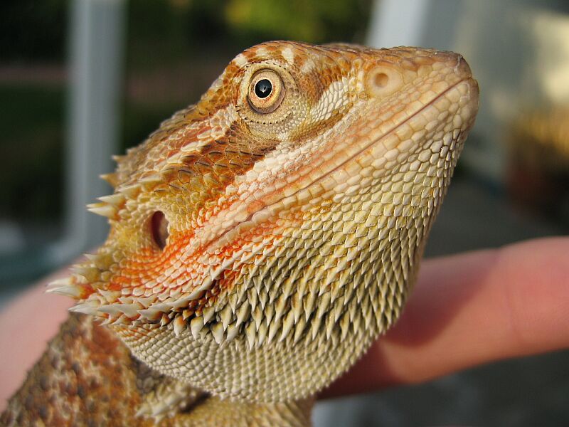 Fuego face 6 mo