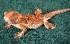 SQ fluid site for lizards
