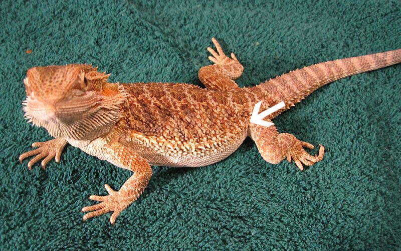 SQ fluid site for lizards