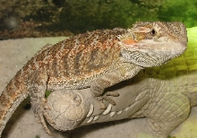 Fuego and Alligator