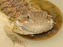 Fuego first bath