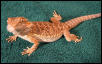 Fuego top view 5 months