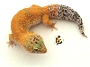 New gecko