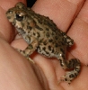 Tiny frog
