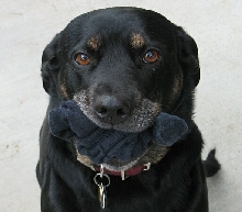 Lucy has a sock