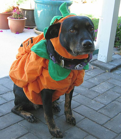 Lucy pumpkin