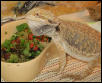 Spud  keep away from my bowl