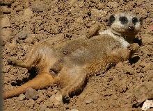Meercat