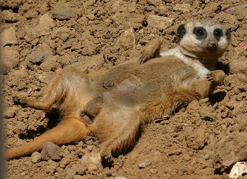 Meercat