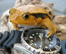 Tomato Frog