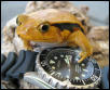 tomato frog